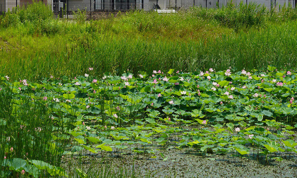 竹ノ内第２公園のハスの花・蓮池のVRツアー