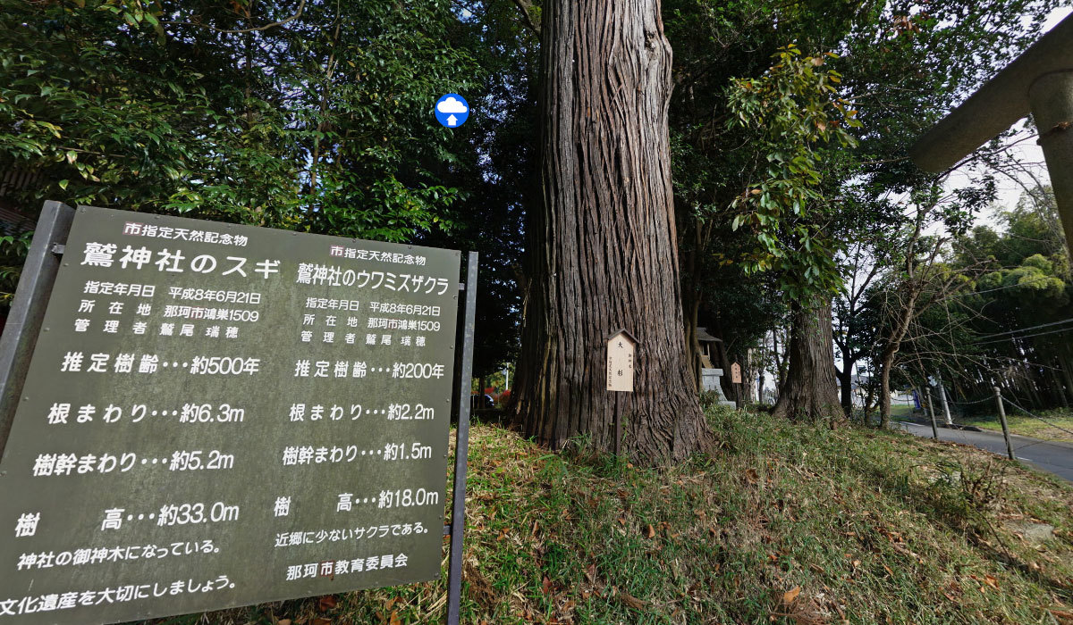 那珂市おすすめ観光スポットの鷲神社の大杉