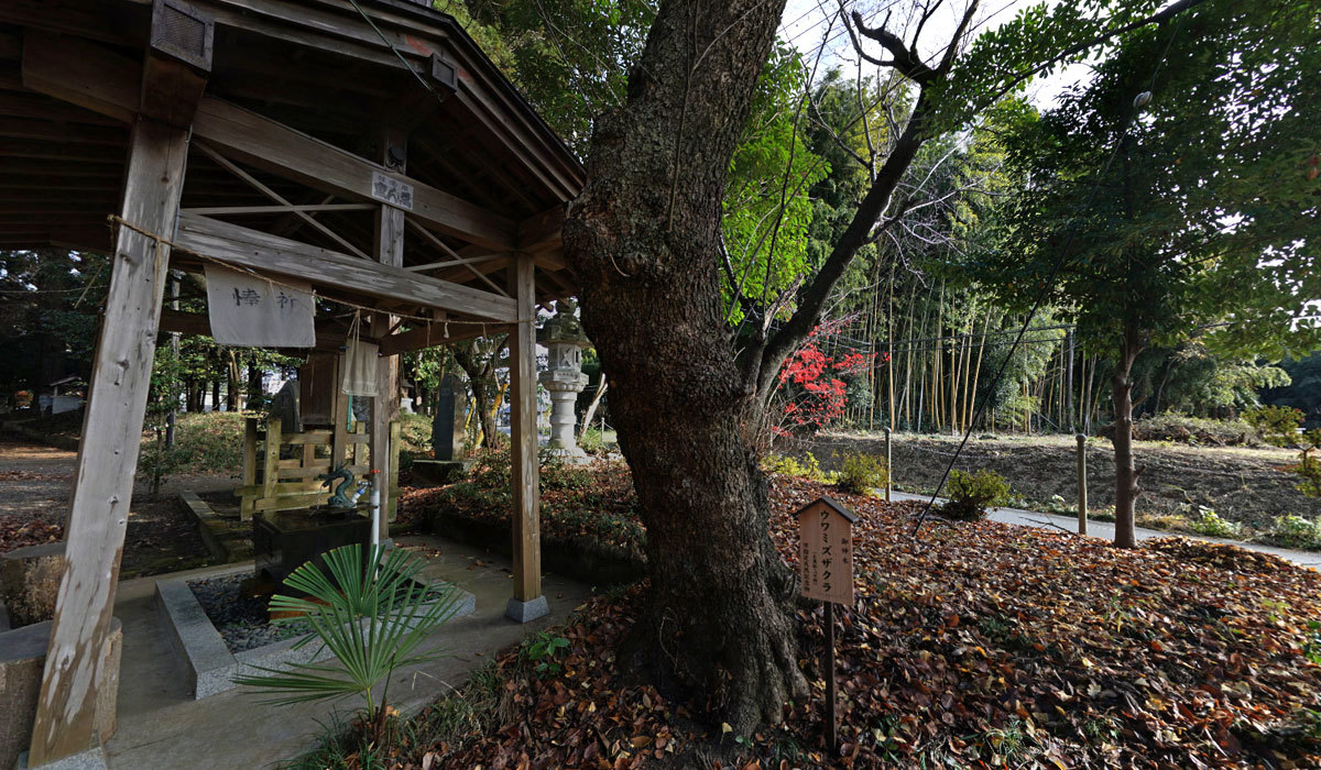 那珂市おすすめ観光スポットの鷲神社のウワミズザクラ