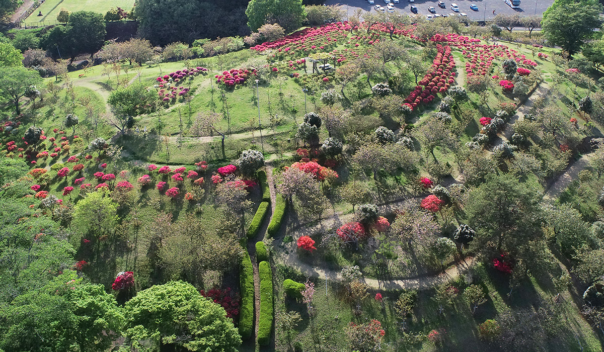 茨城県那珂市の静峰ふるさと公園のつつじ空撮写真