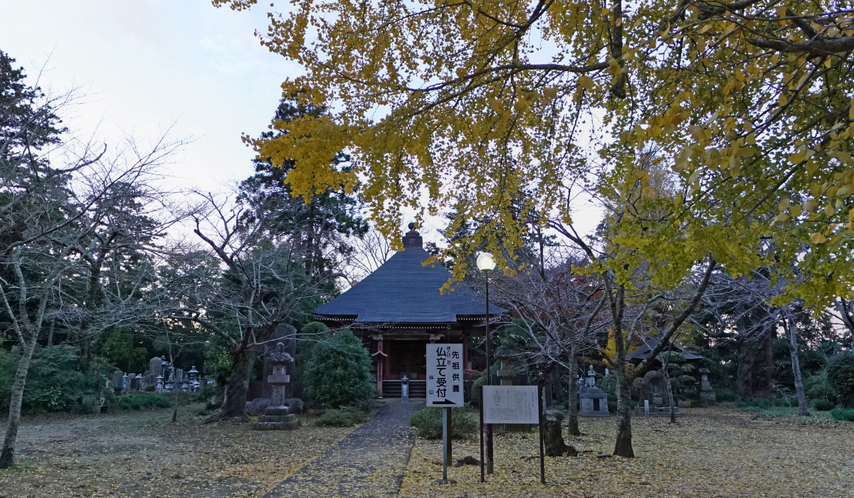 茨城県天然記念物の西蓮寺の大イチョウ