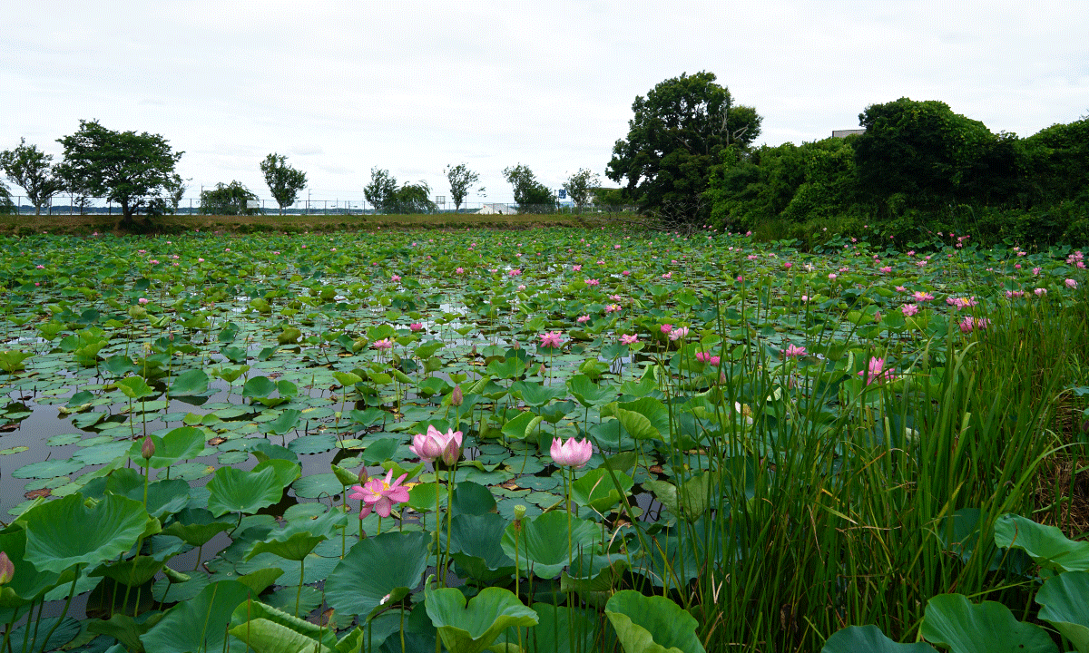 茨城県のハスの花おすすめ季節観光名所の羽生蓮池のVRツアー