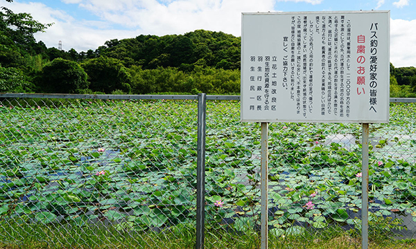 行方市のハスの花・蓮池観光名所の羽生蓮池のVRツアー