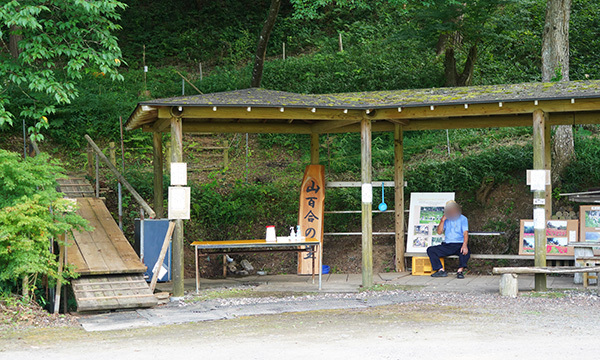 井上地区山百合の里のヤマユリVRツアー