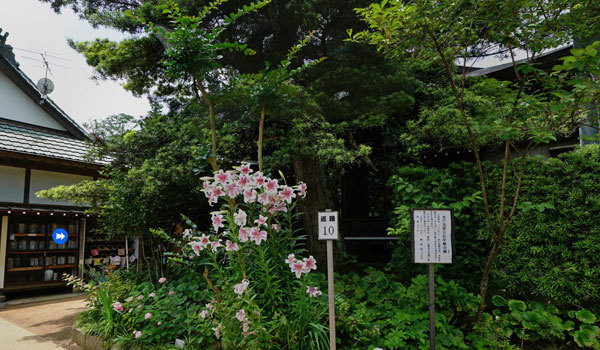 茨城県潮来市の名木観光名所の二本松寺