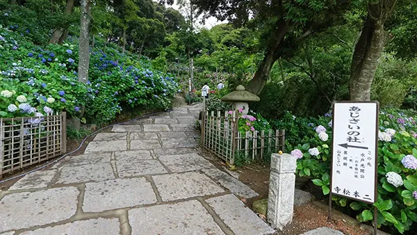 茨城県潮来市の観光名所の二本松寺あじさいの杜の案内VRツアー