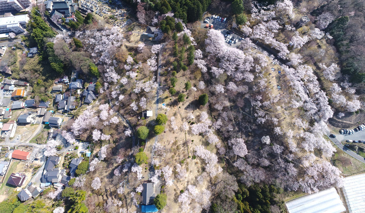 常陸太田市の西山公園の桜VRツアー