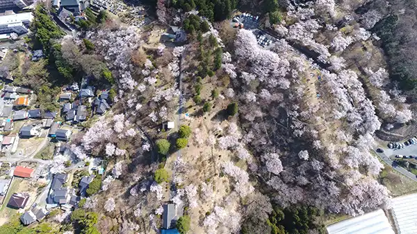 茨城県常陸太田市の西山公園の桜・桜祭りの景観
