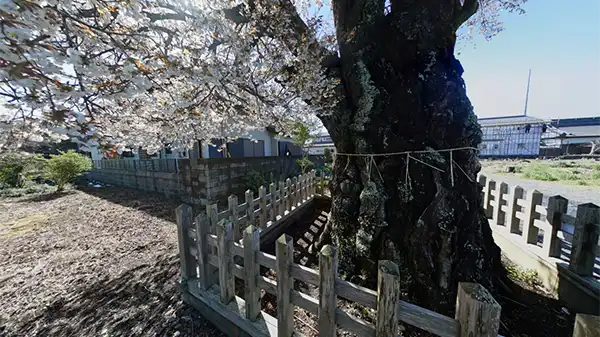 那珂市の額田神社の山桜VRツアー