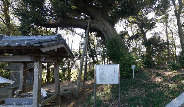 茨城県ひたちなか市の巨木おすすめスポットの湫尾神社