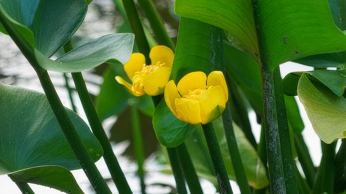 コウホネの開花景観写真・筑波実験植物園へVRツアーへリンク