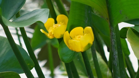 Photos of Spatterdock Blooming in Ibaraki Prefecture