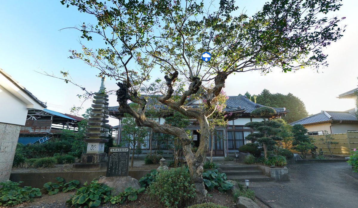 茨城町おすすめ観光スポットの如意輪寺の山桜とサルスベリ