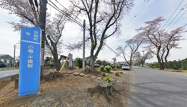 小幡千貫櫻の桜並木の景観写真とVRツアーリンク