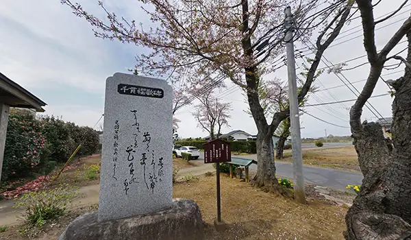 小幡千貫櫻碑の桜の景観景観写真