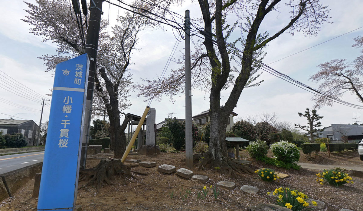 茨城町の小幡千貫櫻碑の桜VRツアー