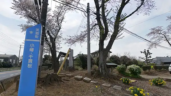 茨城町の小幡千貫櫻碑の桜VRツアー