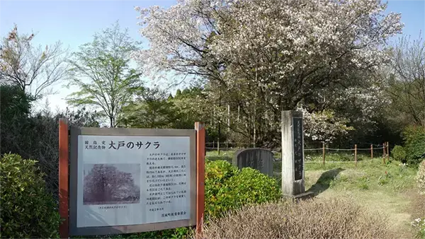 茨城町大戸の山桜の開花景観写真