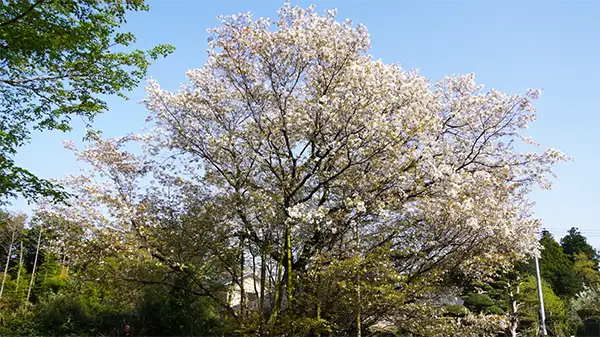 茨城町大戸の大戸のサクラの景観写真とVRツアーリンク