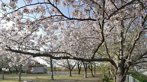 大戸さくら公園の桜の景観写真
