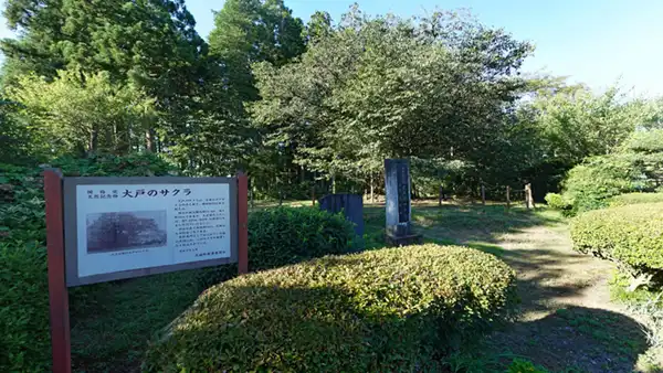 茨城町の国指定文化財（天然記念物）大戸の山桜