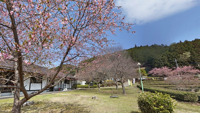 和紙人形美術館等建物付近河津桜の景観