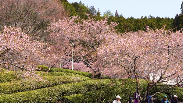 Okukuji Chanosato Park Kawazu Cherry Blossoms blooming scenery photo
