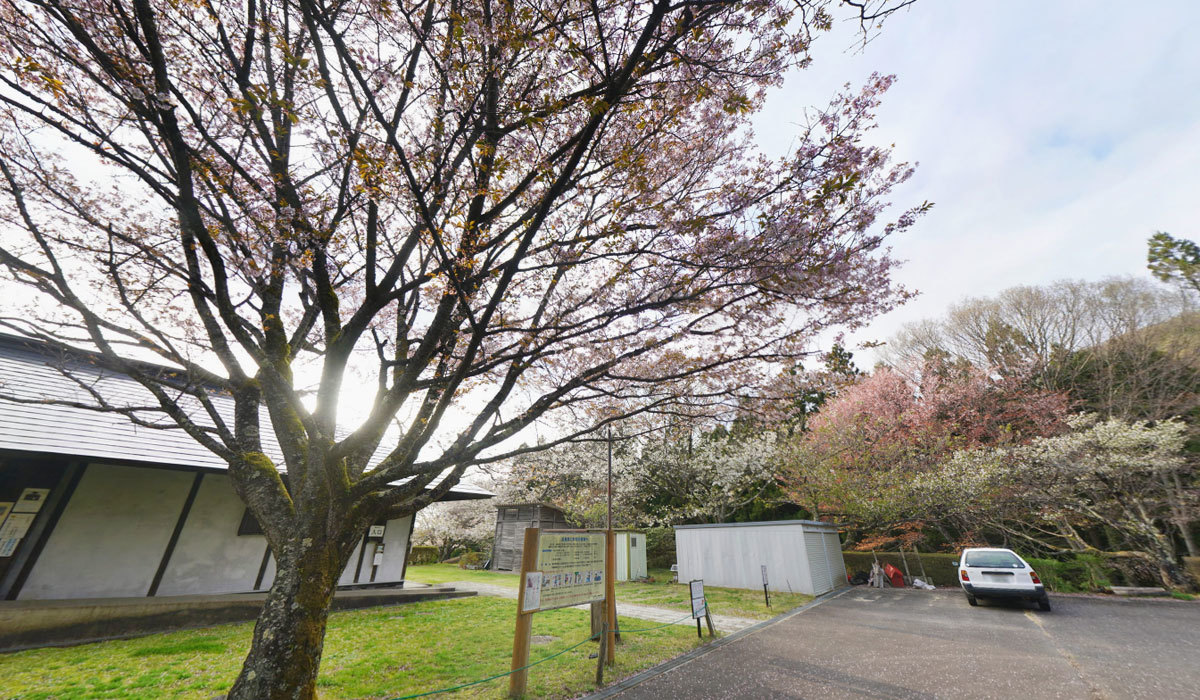 大子町奥久慈憩いの森 管理事務所付近の桜
