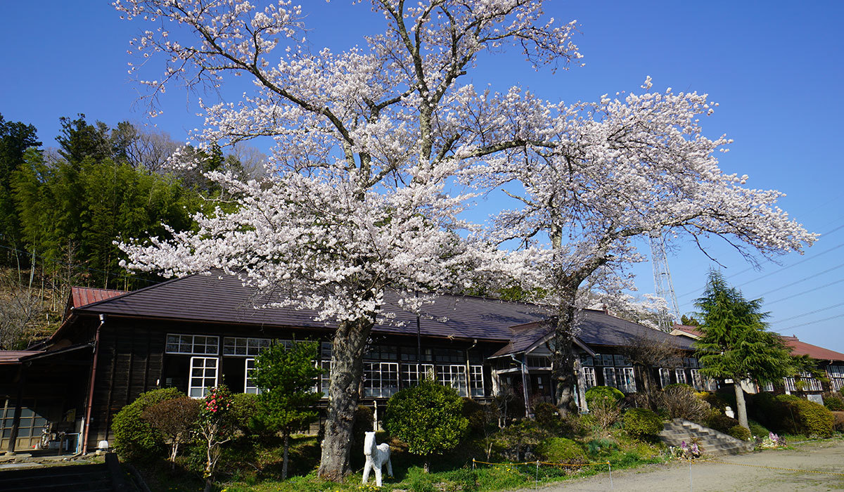 大子町の旧上岡小学校の桜