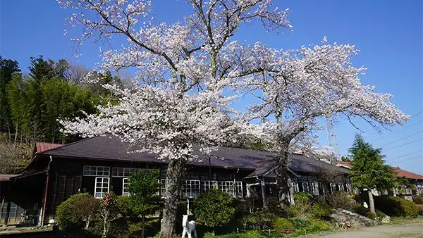 大子町の旧上岡小学校の桜
