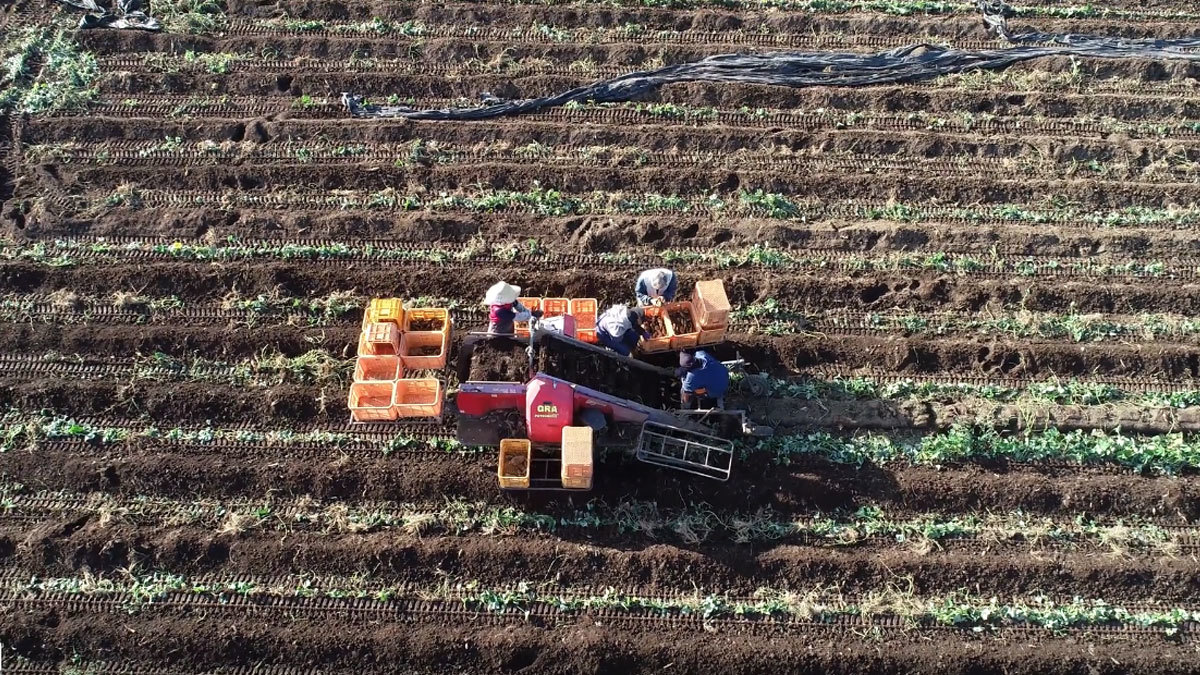 茜農園の芋の収穫の空撮動画
