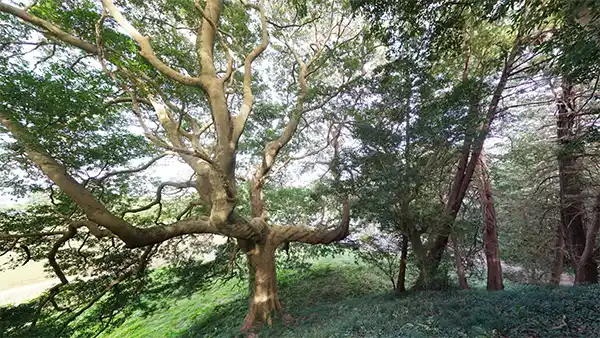 小美玉市おすすめ観光スポットの愛宕神社の樹叢