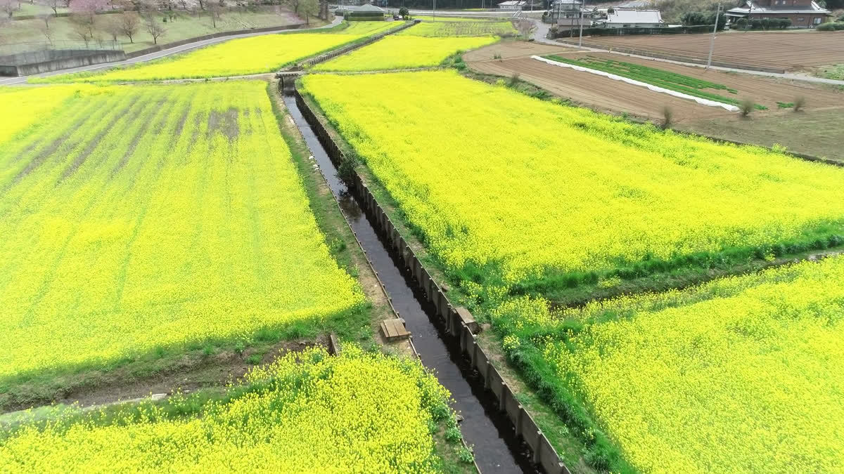 希望ヶ丘公園周辺の菜の花畑空撮動画