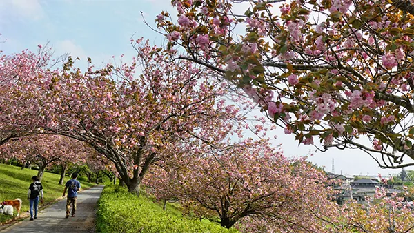 茨城県小美玉市の八重桜名所：希望ヶ丘公園