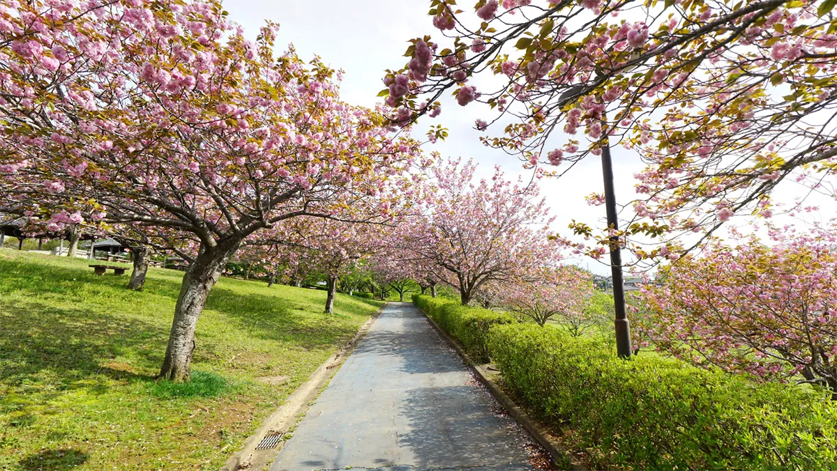 小美玉市の希望ヶ丘公園の八重桜並木