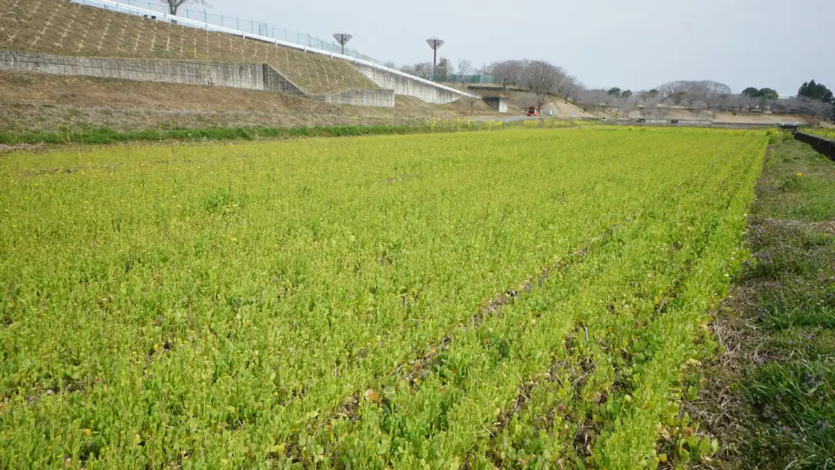 小美玉市の希望が丘の菜の花畑の中央付近の菜の花様子