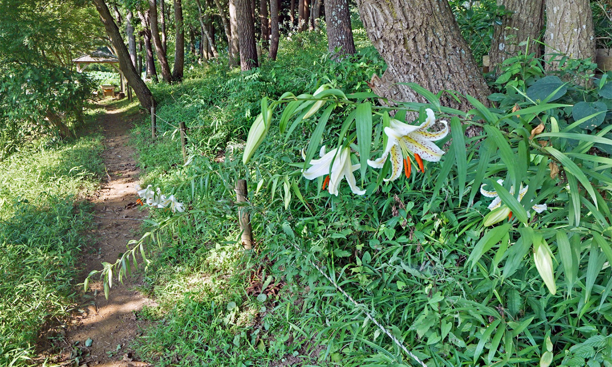 茨城県小美玉市のホトメの里のヤマユリの観光VRツアー