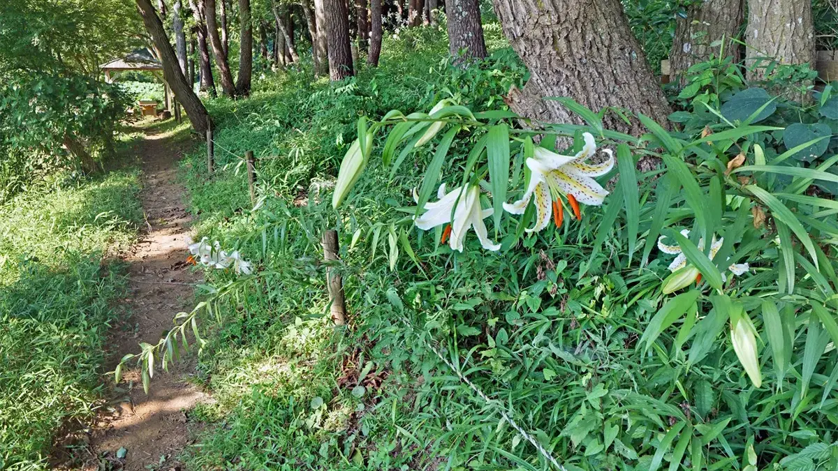 茨城県小美玉市のホトメの里のヤマユリの観光VRツアー