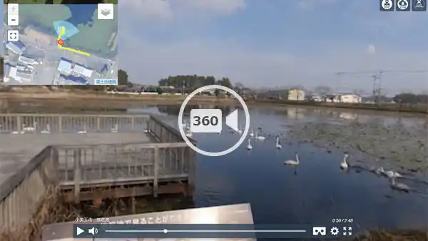 小美玉市の観光名所の池花池の白鳥の歩行観光VR動画