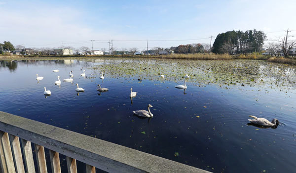 茨城県小美玉市の白鳥飛来地おすすめスポットの池花池