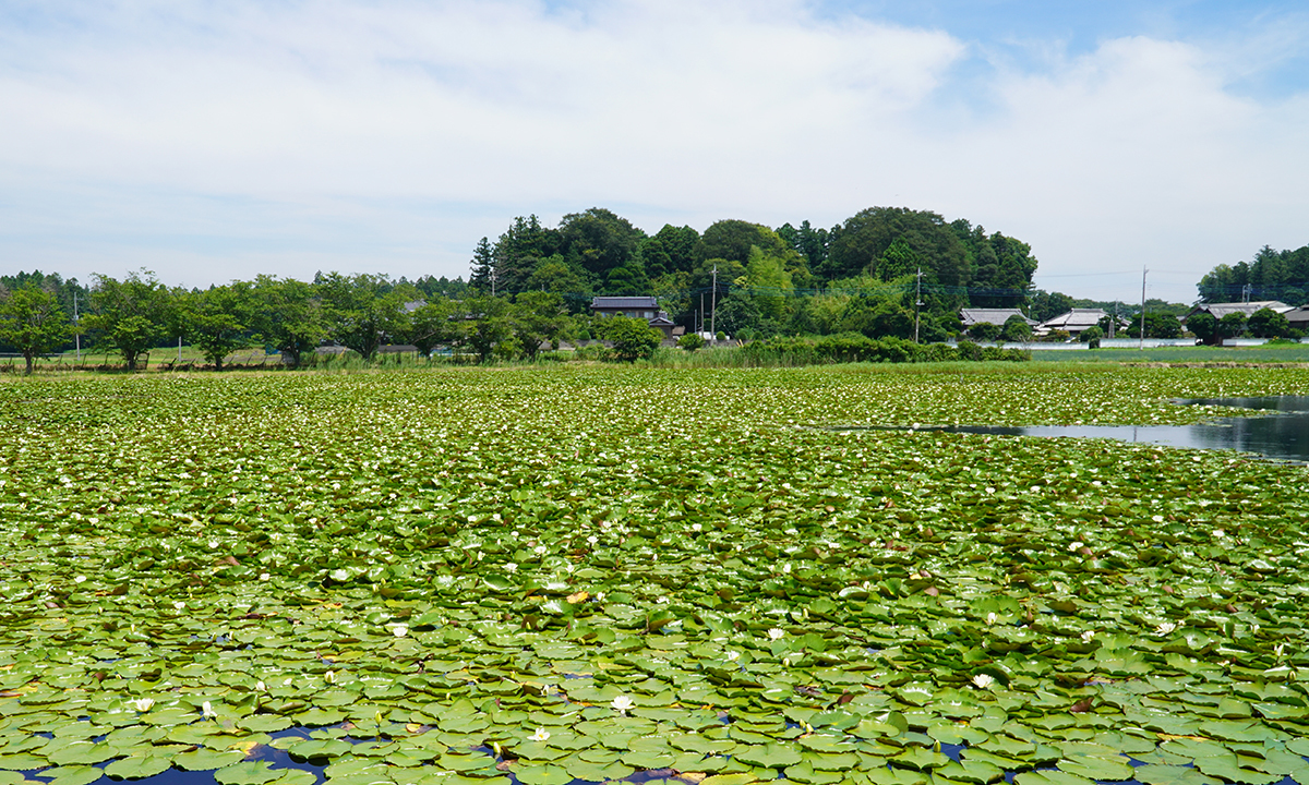 池花池のスイレンの花・池のVRツアー