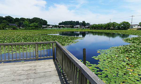 茨城県小美玉市のスイレン名所の池花池