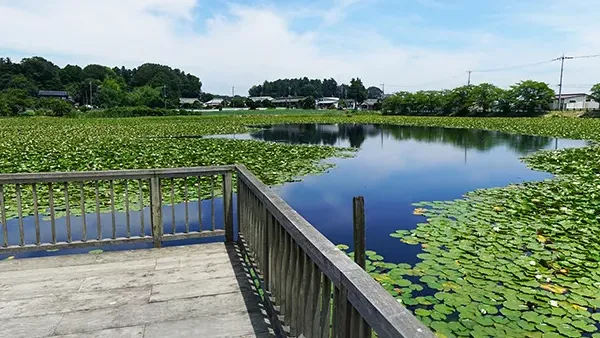 茨城県小美玉市のスイレン名所の池花池