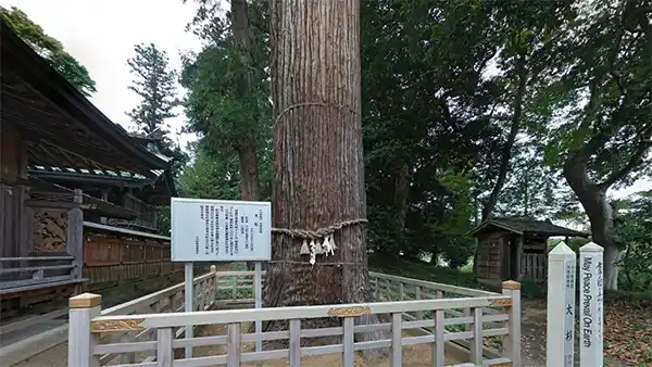 小美玉市おすすめ観光スポットの鹿嶋神社の大杉とケヤキ