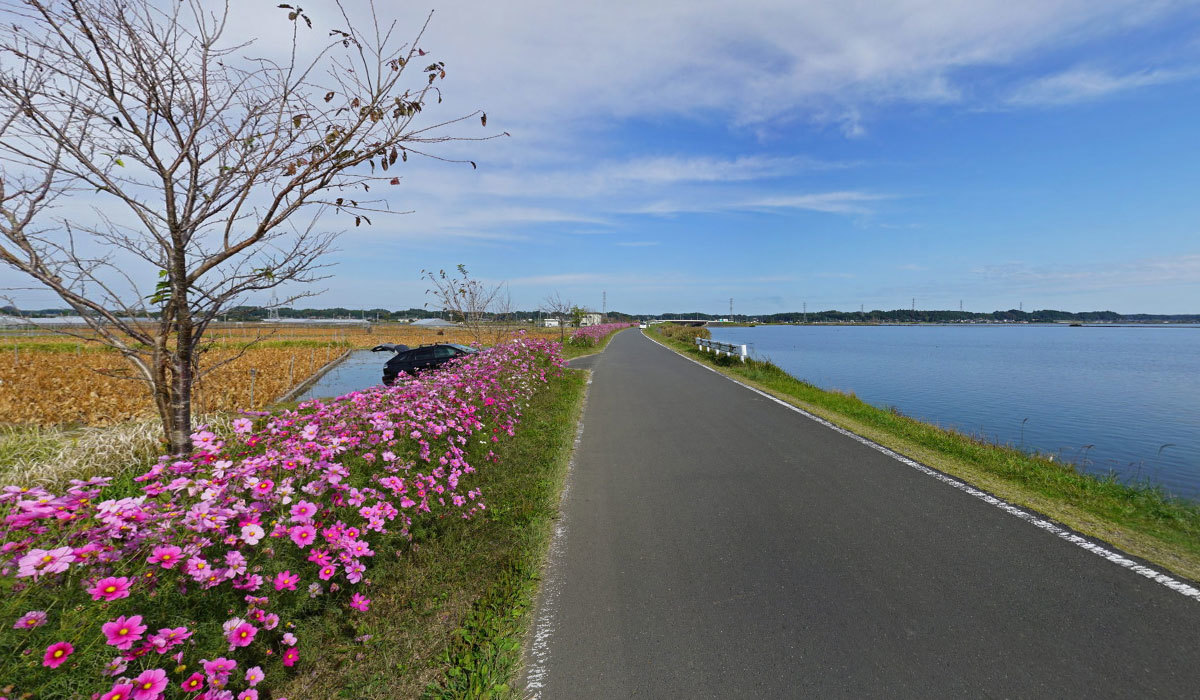 小美玉市おすすめ観光スポットの霞ヶ浦湖岸のコスモスの案内VRツアー