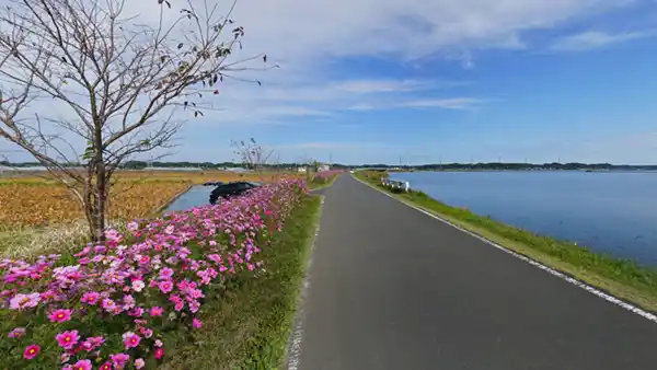 小美玉市おすすめ観光スポットの霞ヶ浦湖岸のコスモス