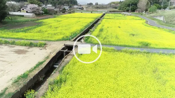 小美玉市観光スポットの希望ヶ丘公園上空から菜の花畑低空への観光空撮動画