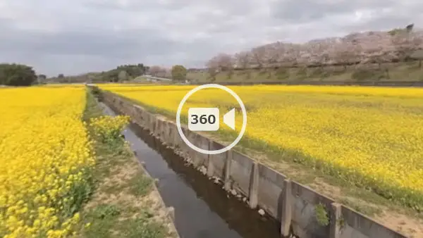 小美玉市観光スポットの希望ヶ丘公園の菜の花畑の観光VR動画