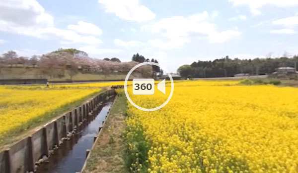 小美玉市の観光スポットの希望ヶ丘公園の菜の花畑の歩行観光VR動画