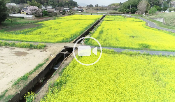 小美玉市観光スポットの希望ヶ丘公園上空から菜の花畑の観光空撮動画